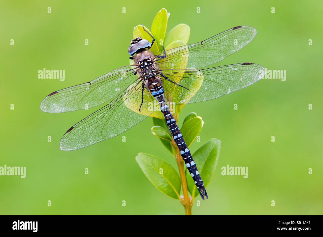 Un Hawker Migrants Dragonfly (Aeshna mixta) au repos sur une plante au cours de la journée Banque D'Images