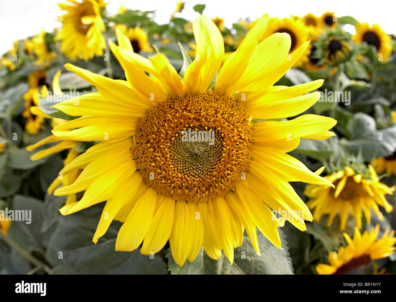 Le Tournesol Géant Hampton Court Flower Show Surrey UK Banque D'Images