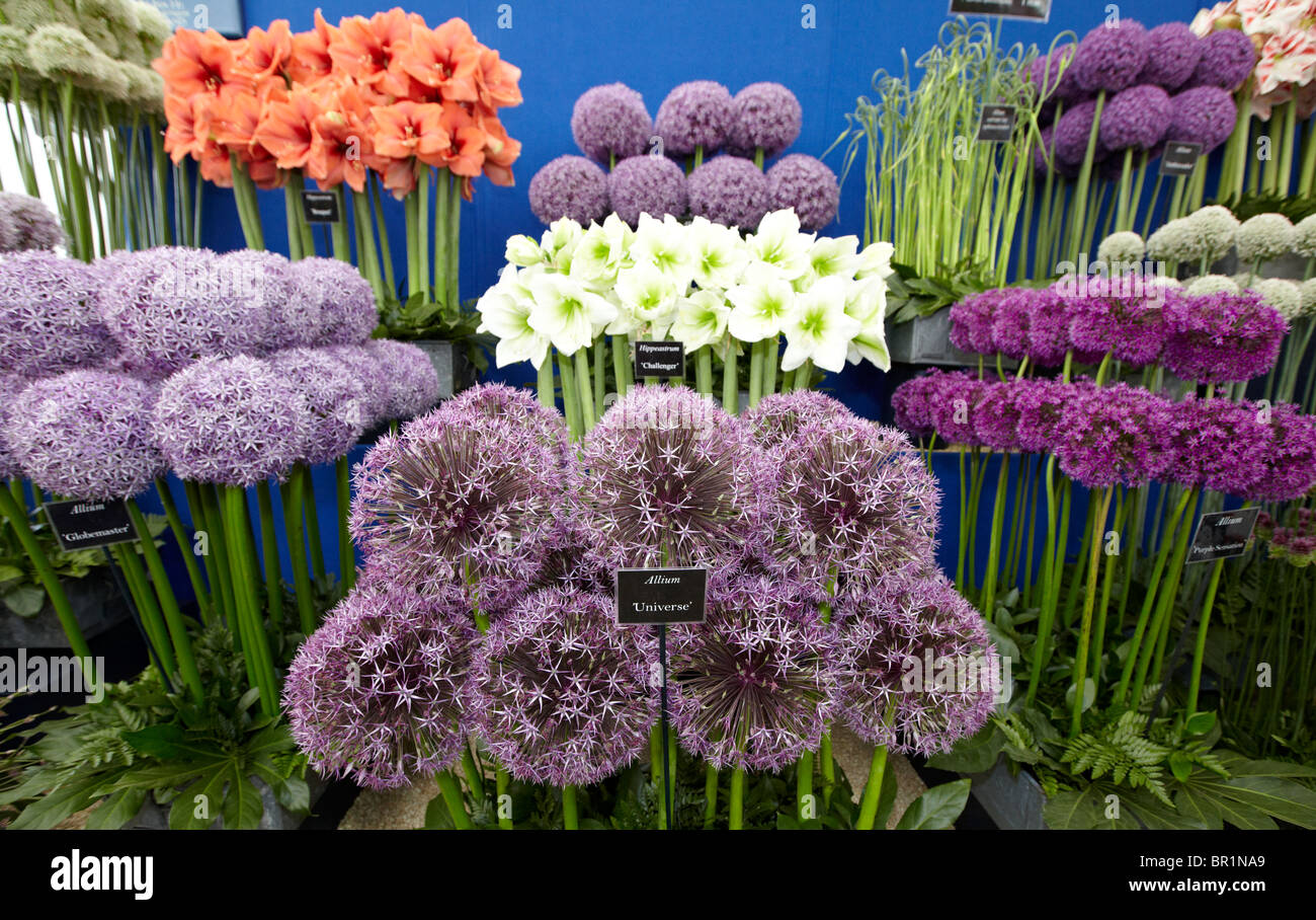 Hampton Court Flower Show Surrey UK Banque D'Images