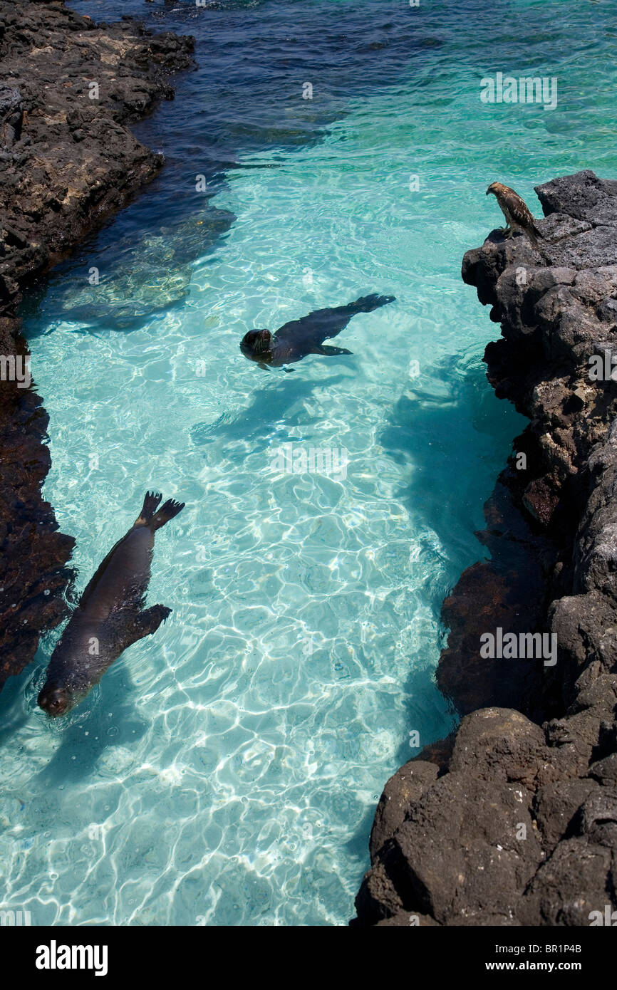 Les lions de mer des Galápagos et un faucon des Galápagos interagir sur le rivage de l'île de Santiago, Galapagos. Banque D'Images