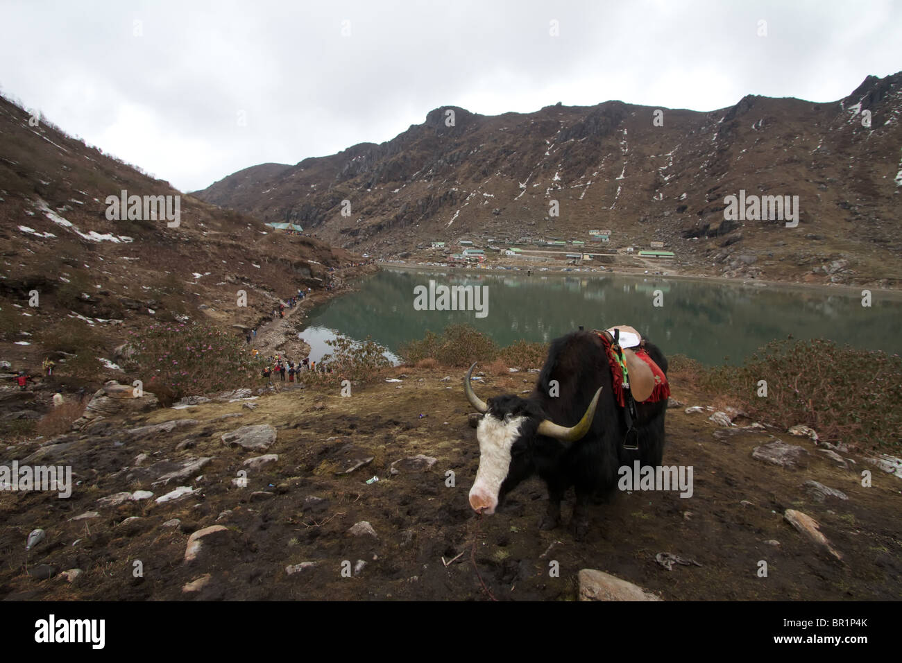 Yak sur le lac tsomgo Banque D'Images