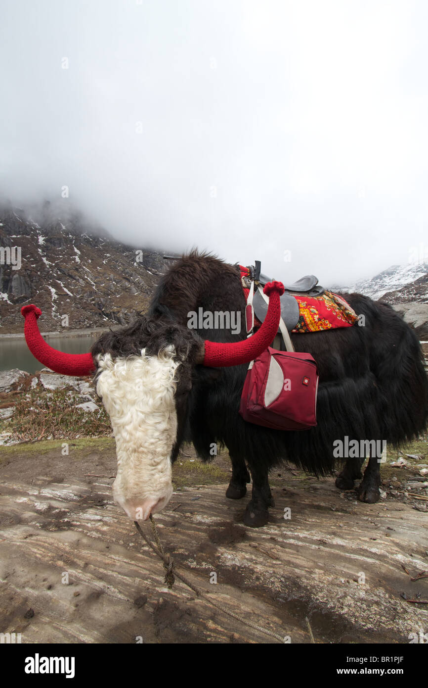 Yak sur le lac tsomgo Banque D'Images