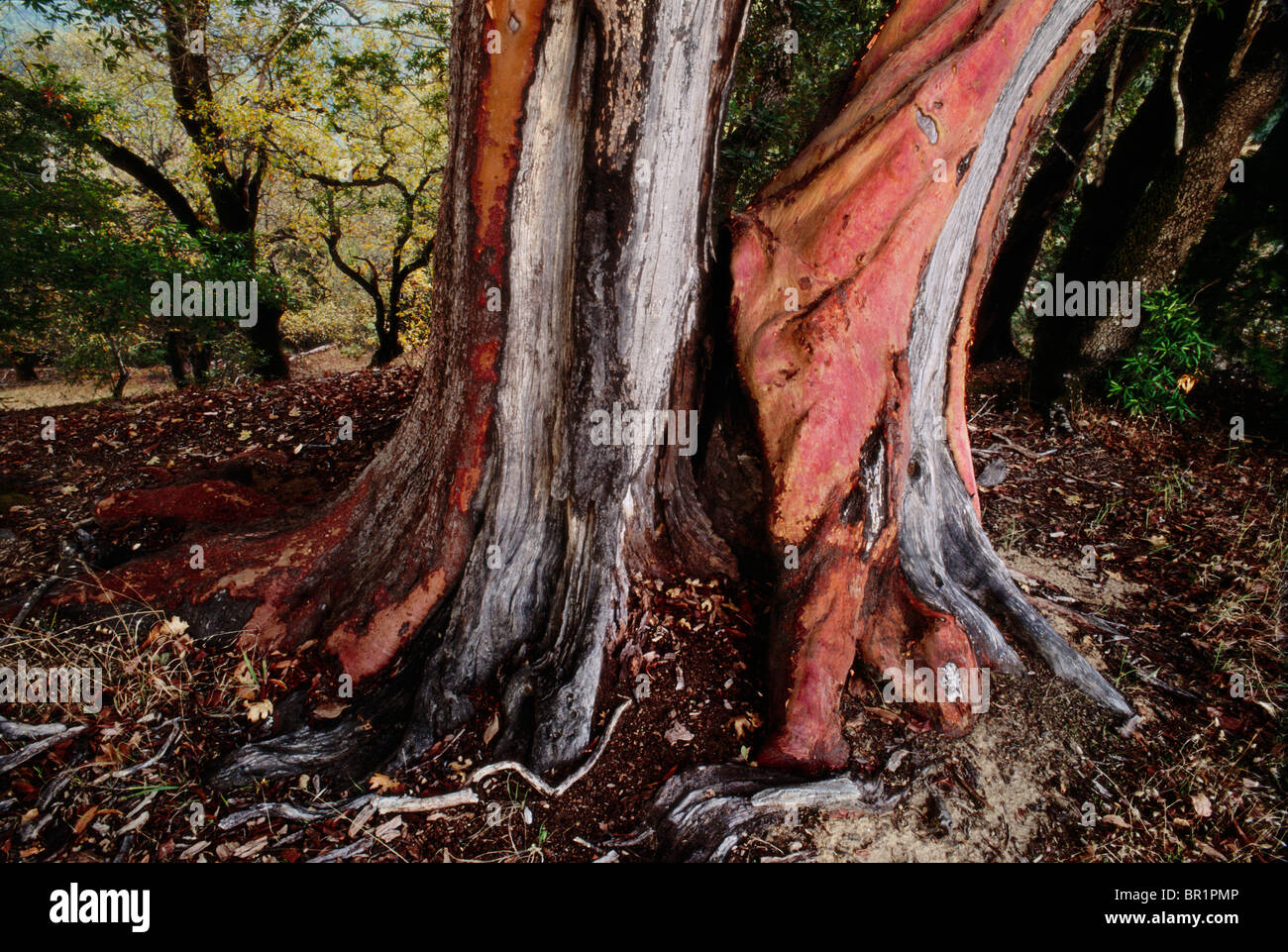 Paysage, vieux tronc tee madrone dans un parc d'État de Californie Banque D'Images