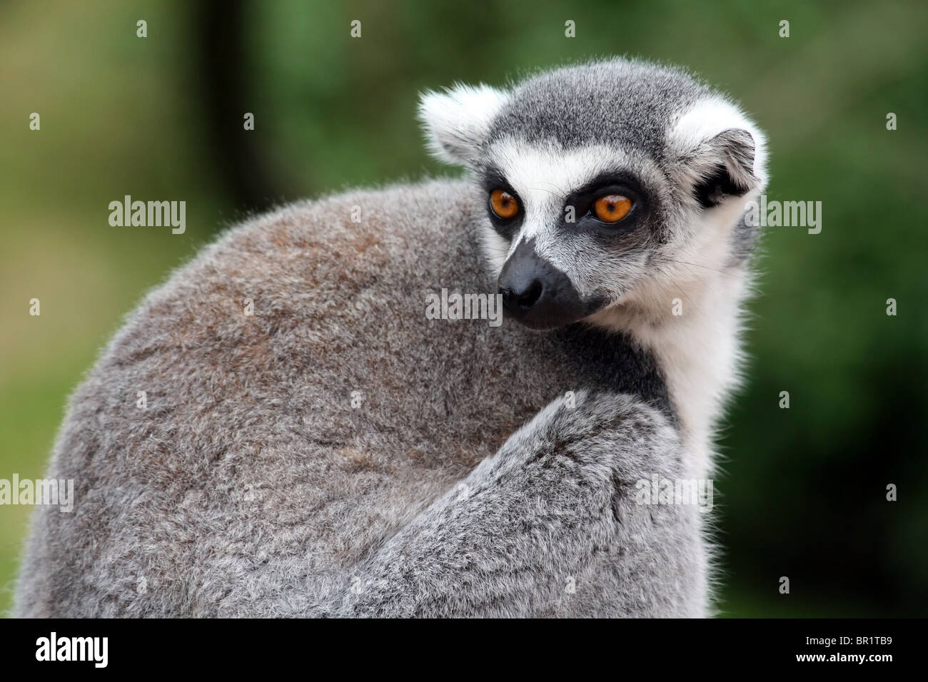 Lemur Catta Banque D'Images