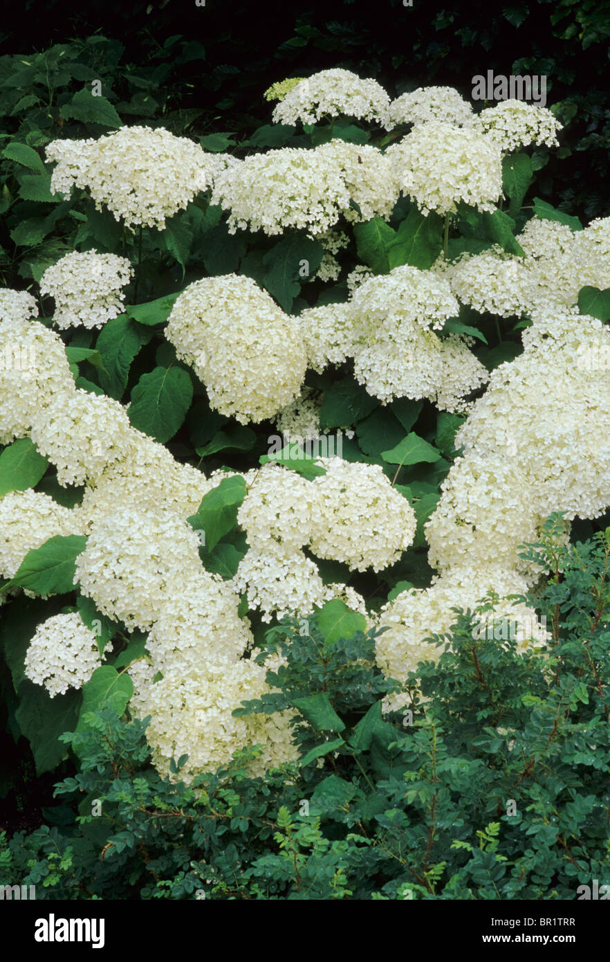 L'Hydrangea arborescens 'Annabelle' fleur blanche fleurs jardin plantes hortensias Banque D'Images