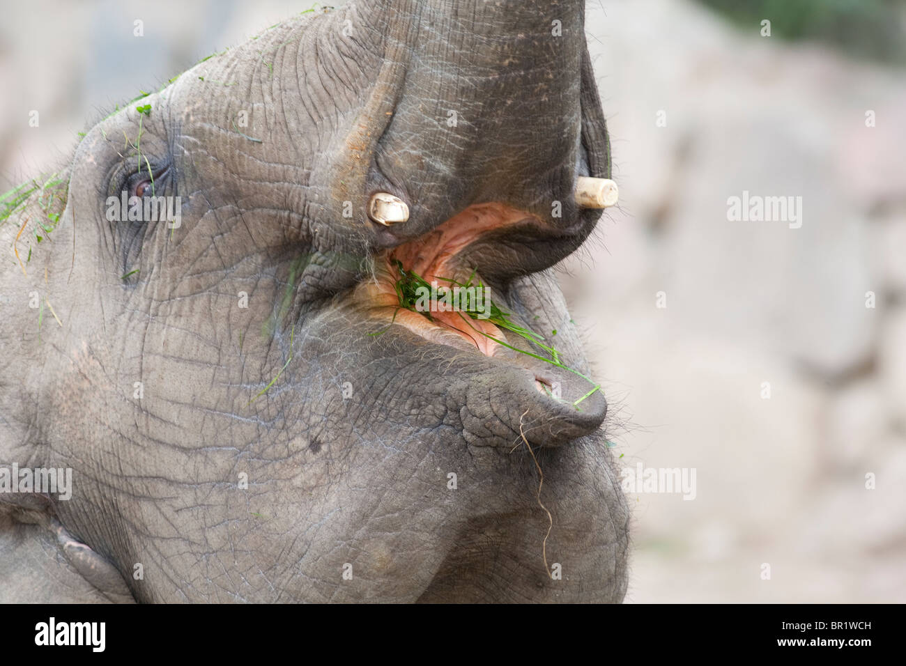 Mange de l'herbe de l'éléphant au zoo Banque D'Images