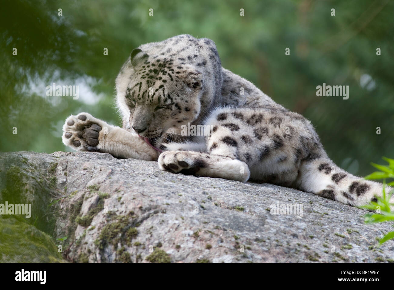 Snow Leopard Uncia uncia au zoo Banque D'Images