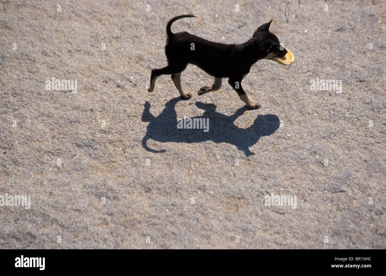 Chiot/chien avec du pain dans sa bouche à Hampi, en Inde. Banque D'Images