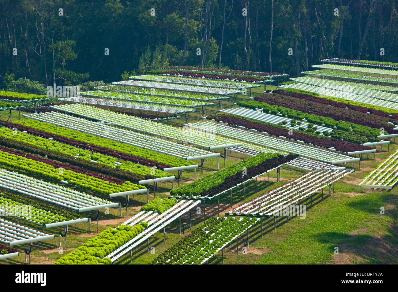 L'Australie, Queensland, Sunshine Coast, Pomona. Les champs en terrasses de ferme. Macrobiotique Banque D'Images