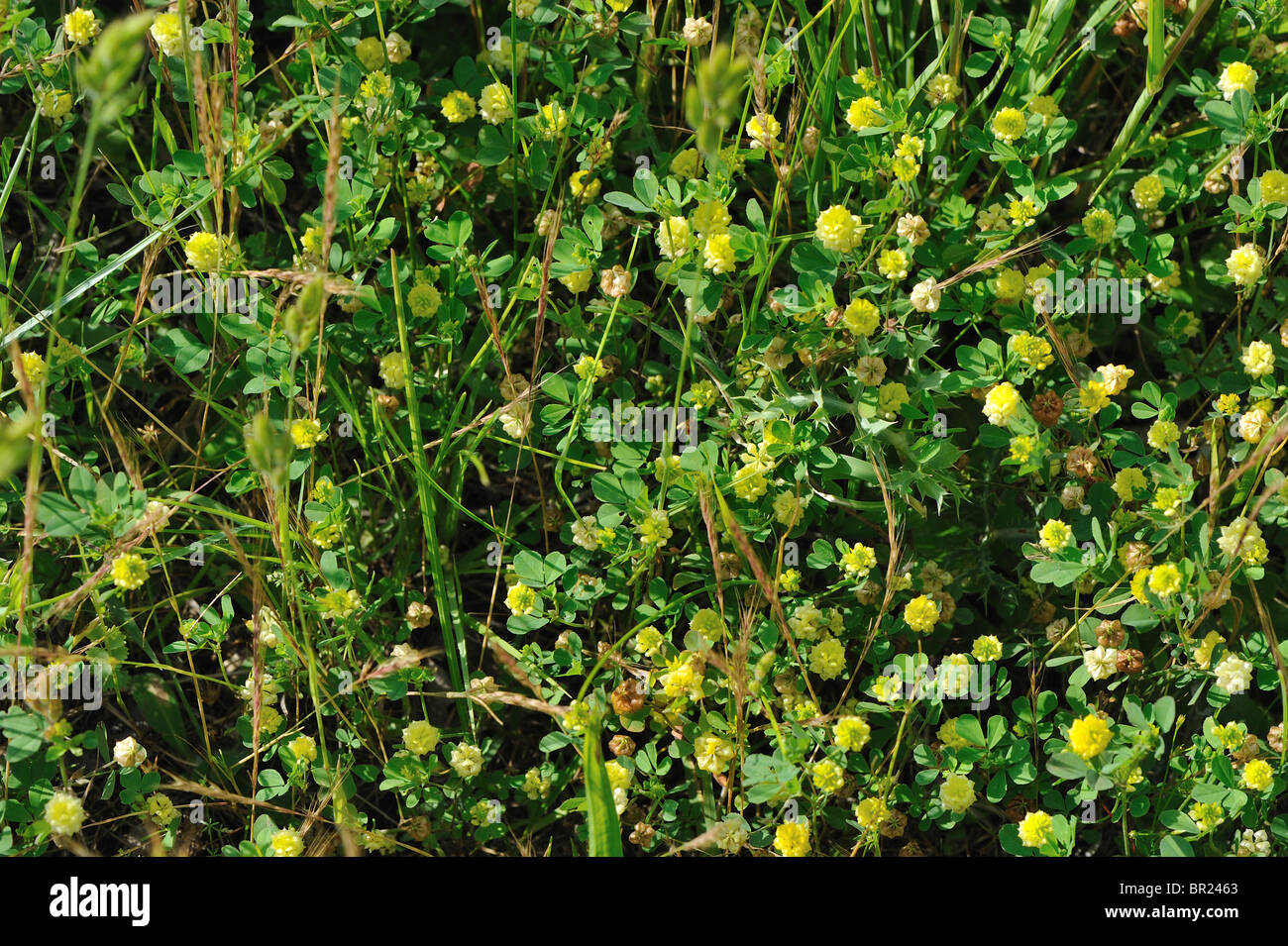 Clover Field - Hop Hop Trefoil - Bas - Jaune Trèfle trèfle (Trifolium  campestre) à floraison printemps Photo Stock - Alamy