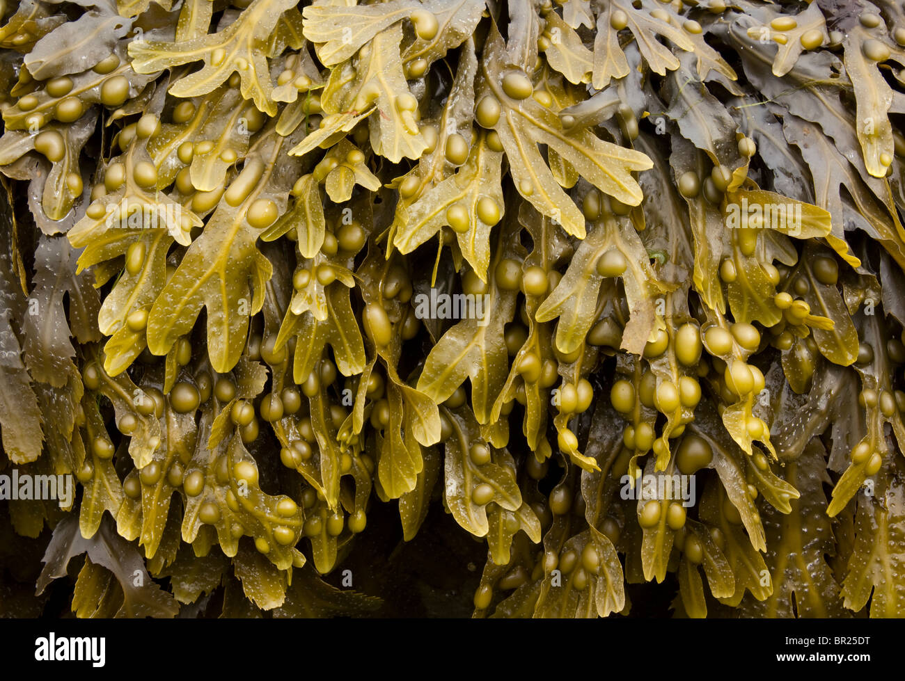 Algues fucus vésiculeux (Fucus vesiculosus) croissant sur une plage écossaise, Ecosse, Royaume-Uni Banque D'Images