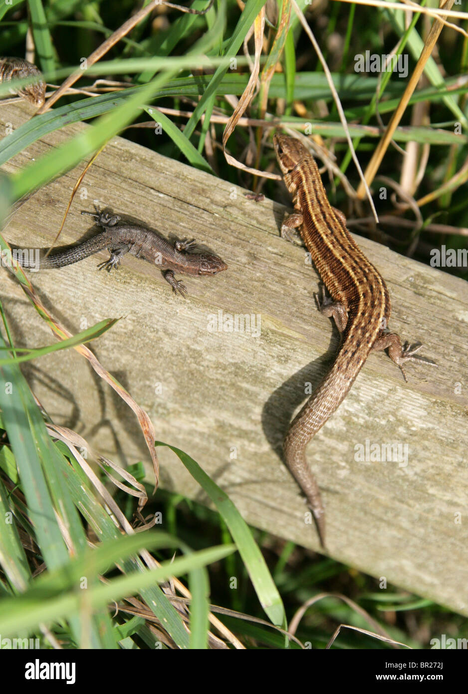 Épouse et enfants ou commun, lézard vivipare Zootoca vivipara, Lacertidae, Lacertilia, Squamata, Reptilia. Banque D'Images