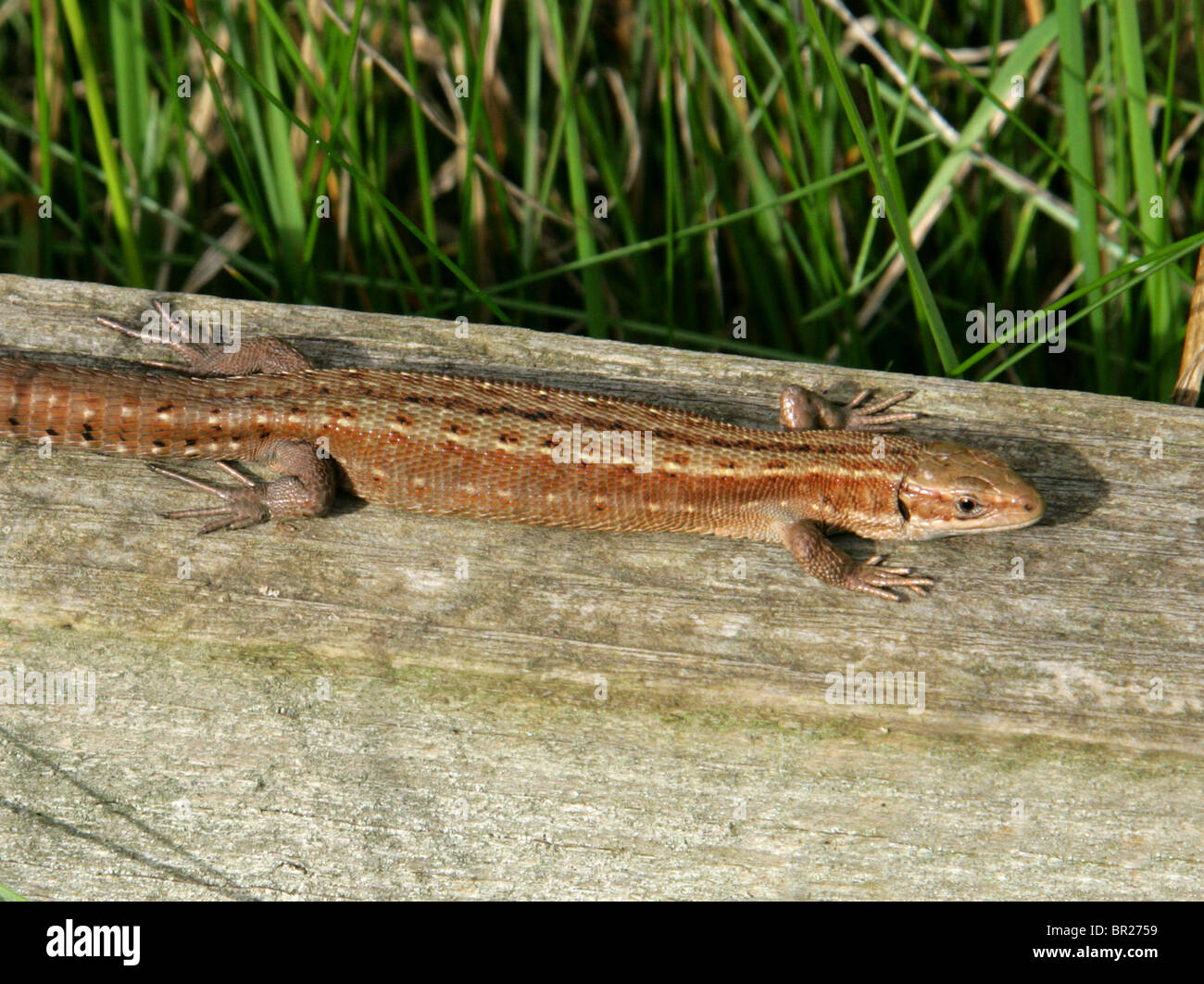 Les femelles vivipares ou lézard, Zootoca vivipara, (anciennement Lacerta vivipara), Lacertidae, Lacertilia, Squamata, Reptilia. Banque D'Images