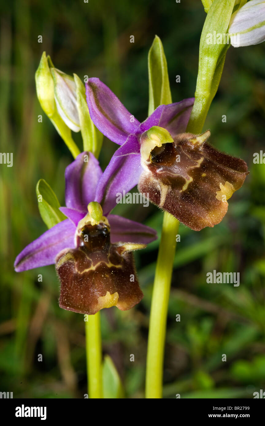 Wild Orchid Ophrys sp. La Turquie Mugla Banque D'Images