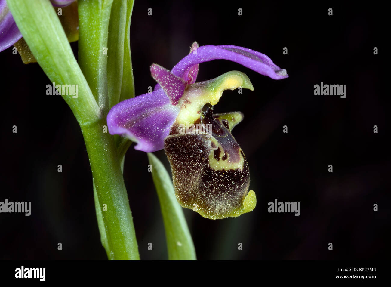 Wild Orchid Ophrys sp. La Turquie Mugla Banque D'Images