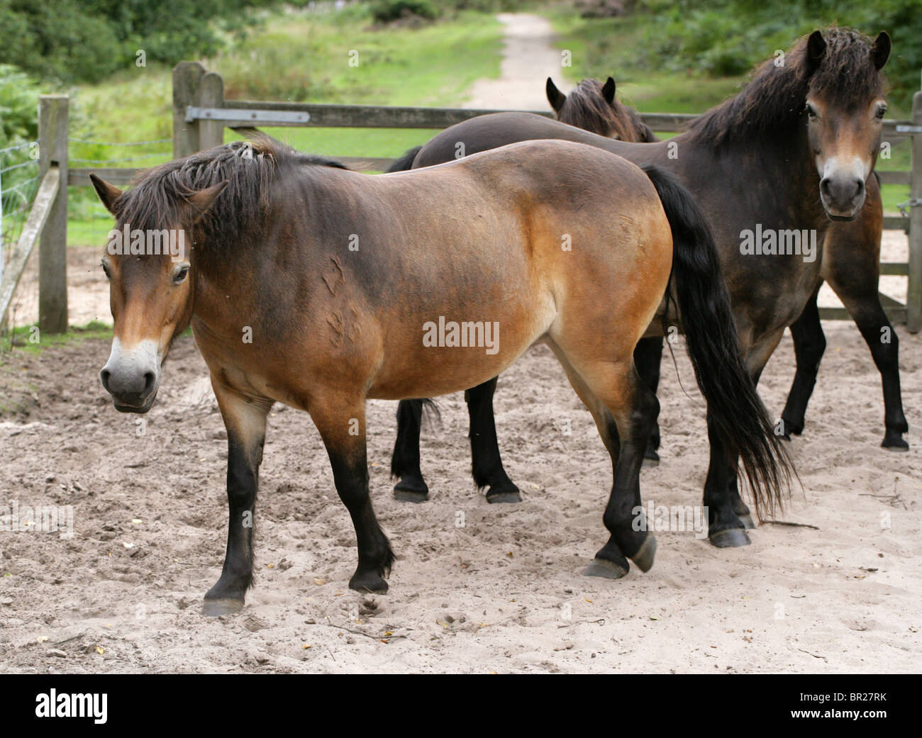 Poneys Exmoor, Rammamere Heath SSSI, Bedfordshire. Rares, en voie de disparition race de cheval, Equus ferus caballus, équidés. Banque D'Images