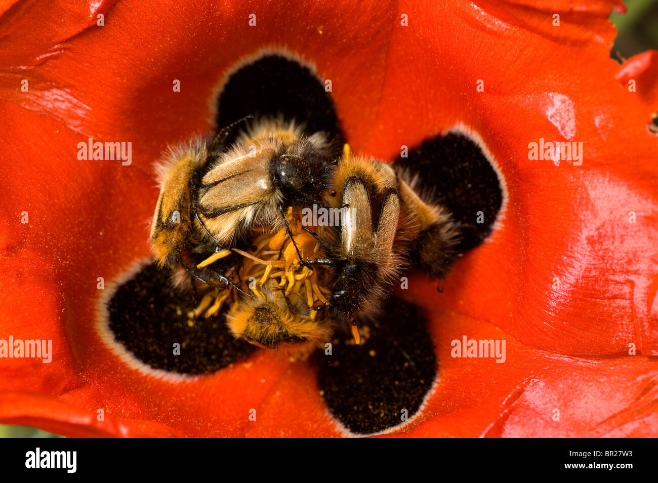Les coléoptères se nourrissent de pollen de Kastamonu Turquie une corniche Banque D'Images