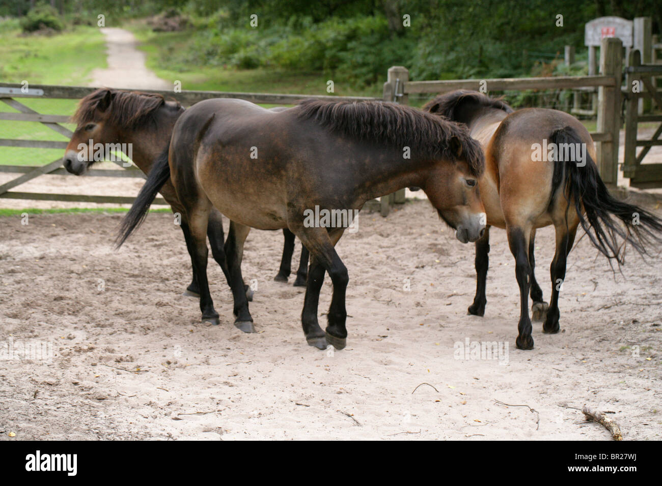 Poneys Exmoor, Rammamere Heath SSSI, Bedfordshire. Rares, en voie de disparition race de cheval, Equus ferus caballus, équidés. Banque D'Images