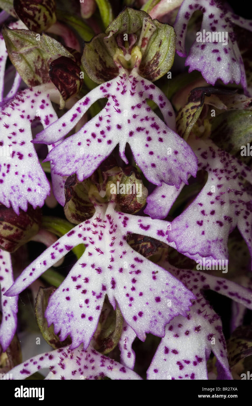 Wild Orchid Orchis purpurea Kastamonu Turquie Banque D'Images
