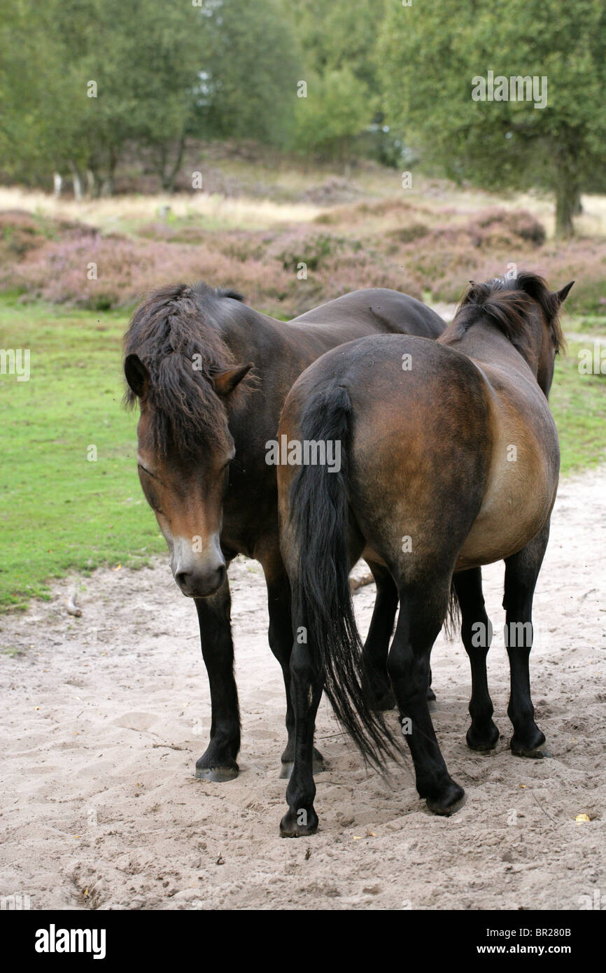 Poneys Exmoor, Rammamere Heath SSSI, Bedfordshire. Rares, en voie de disparition race de cheval, Equus ferus caballus, équidés. Banque D'Images
