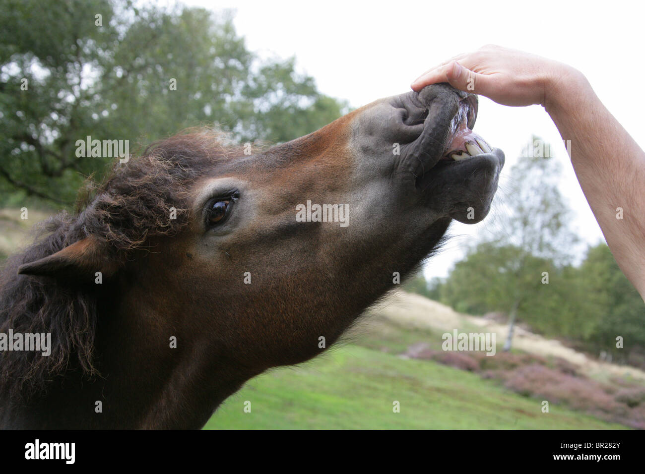 Poney Exmoor, Rammamere Heath SSSI, Bedfordshire. Rares, en voie de disparition race de cheval, Equus ferus caballus, équidés. Banque D'Images