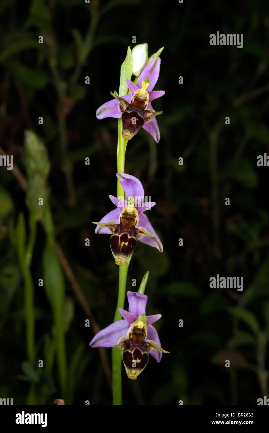 Wild Orchid Ophrys oestrifera Kastamonu Turquie Banque D'Images