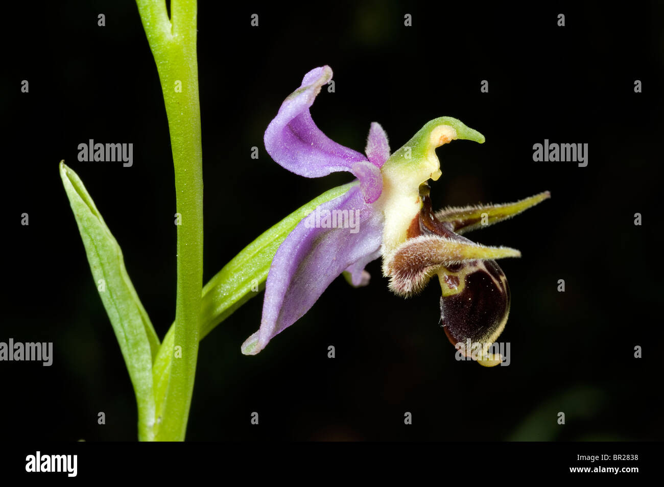 Wild Orchid Ophrys oestrifera Kastamonu Turquie Banque D'Images