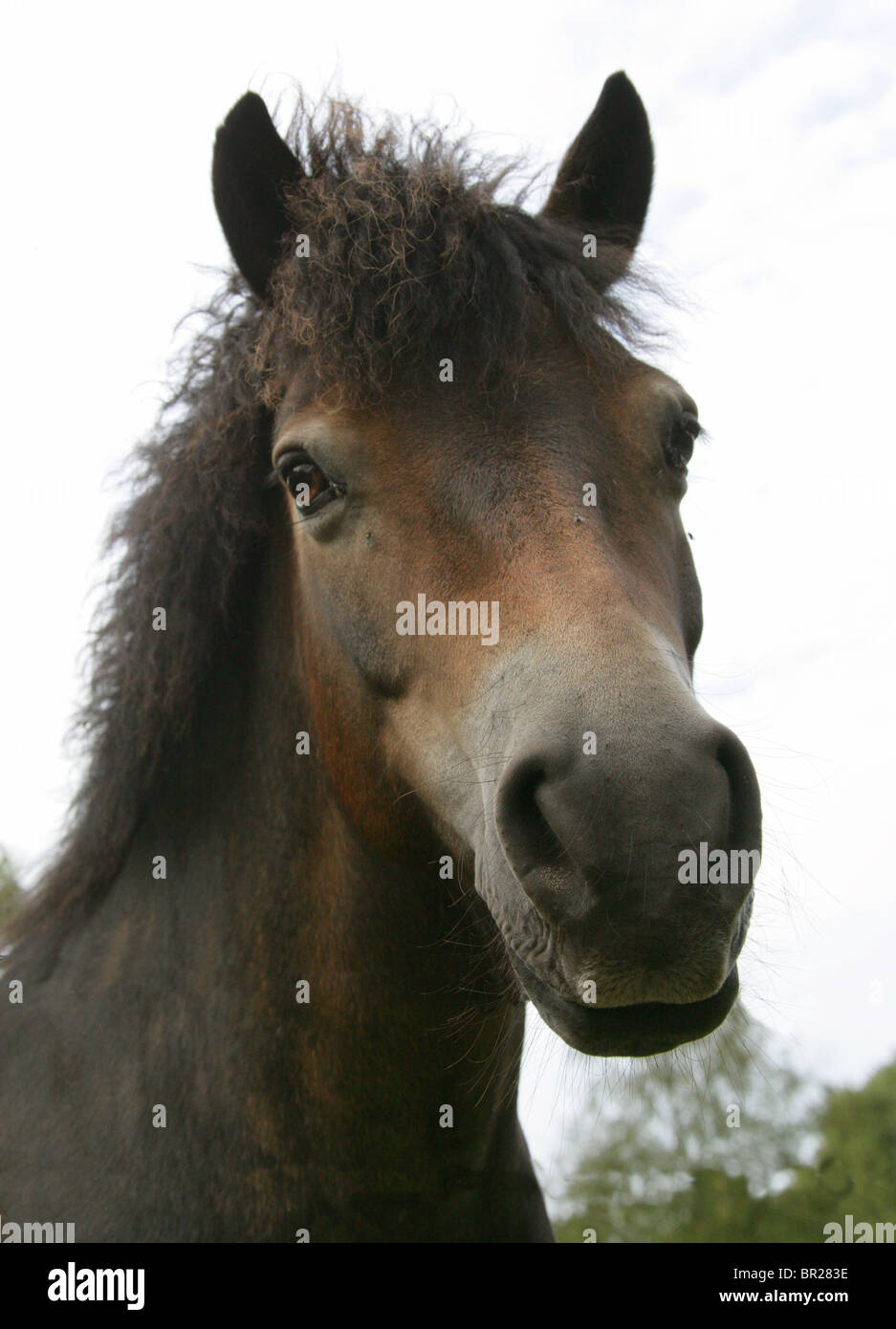 Poney Exmoor, Rammamere Heath SSSI, Bedfordshire. Rares, en voie de disparition race de cheval, Equus ferus caballus, équidés. Banque D'Images