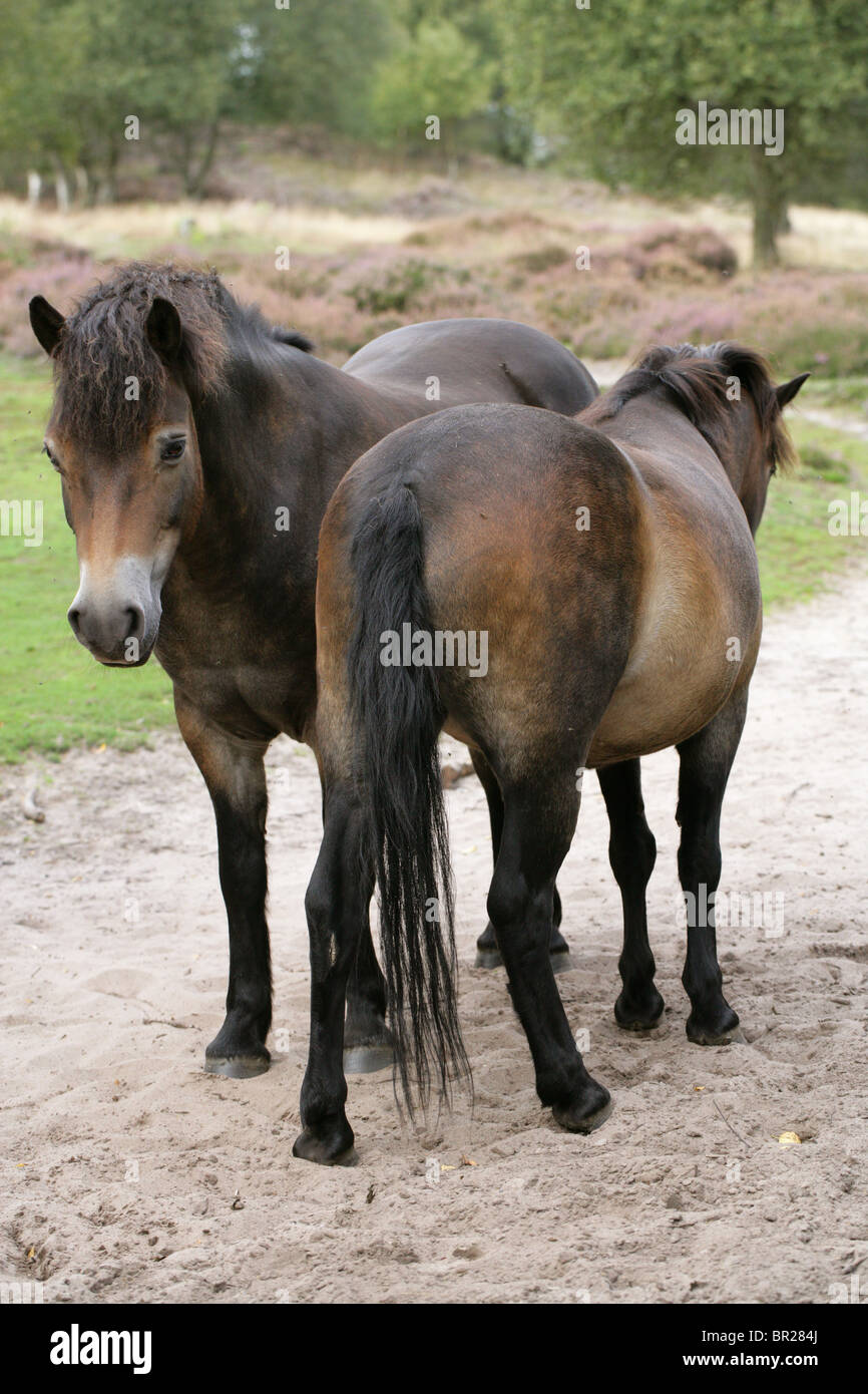 Poneys Exmoor, Rammamere Heath SSSI, Bedfordshire. Rares, en voie de disparition race de cheval, Equus ferus caballus, équidés. Banque D'Images