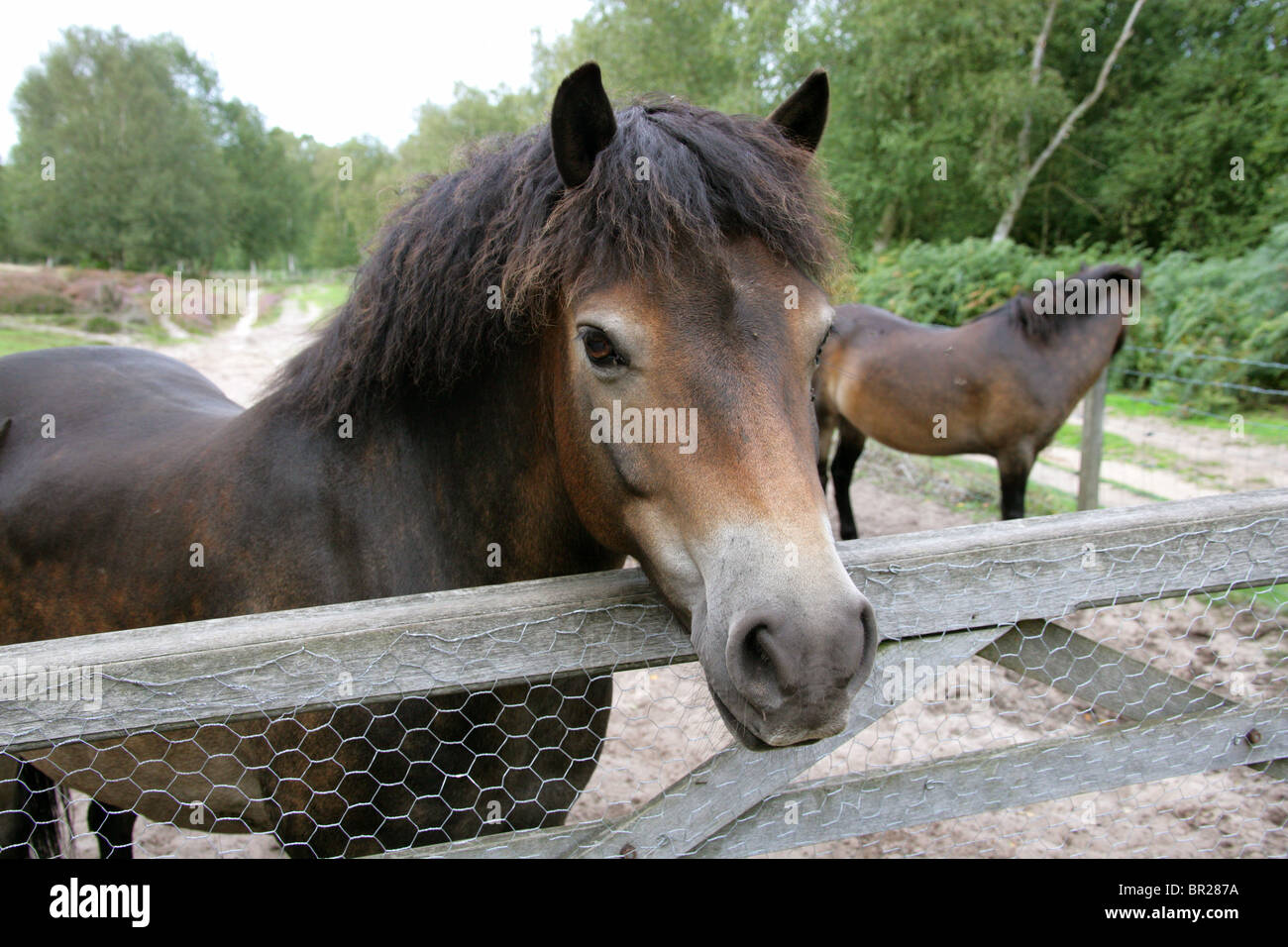 Poneys Exmoor, Rammamere Heath SSSI, Bedfordshire. Rares, en voie de disparition race de cheval, Equus ferus caballus, équidés. Banque D'Images