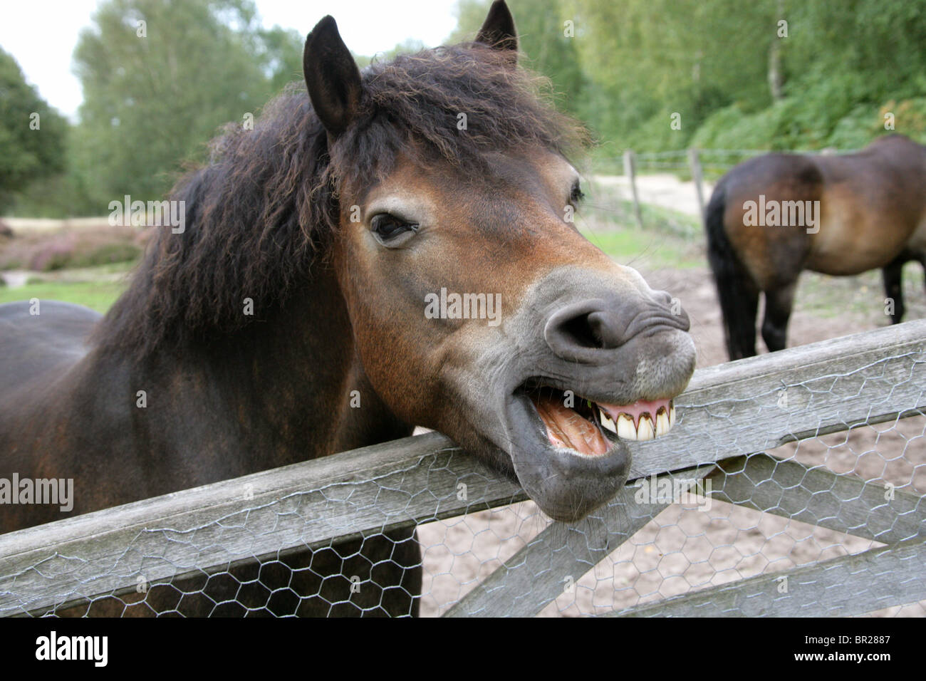 Poneys Exmoor, Rammamere Heath SSSI, Bedfordshire. Rares, en voie de disparition race de cheval, Equus ferus caballus, équidés. Le bâillement. Banque D'Images