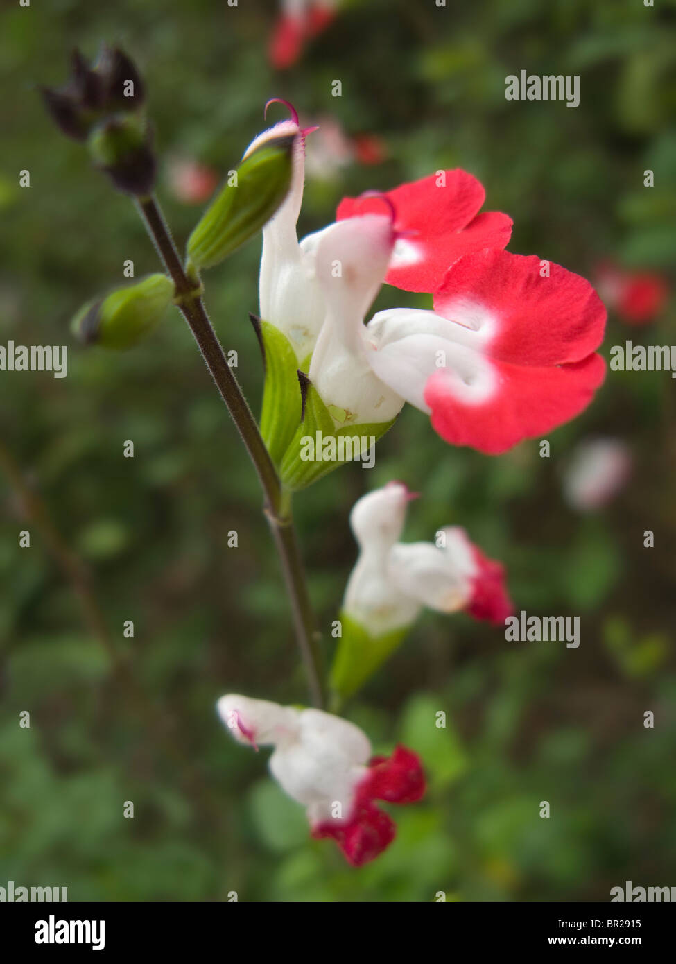 Salvia Microphylla Hot Lips Sage Close up Banque D'Images