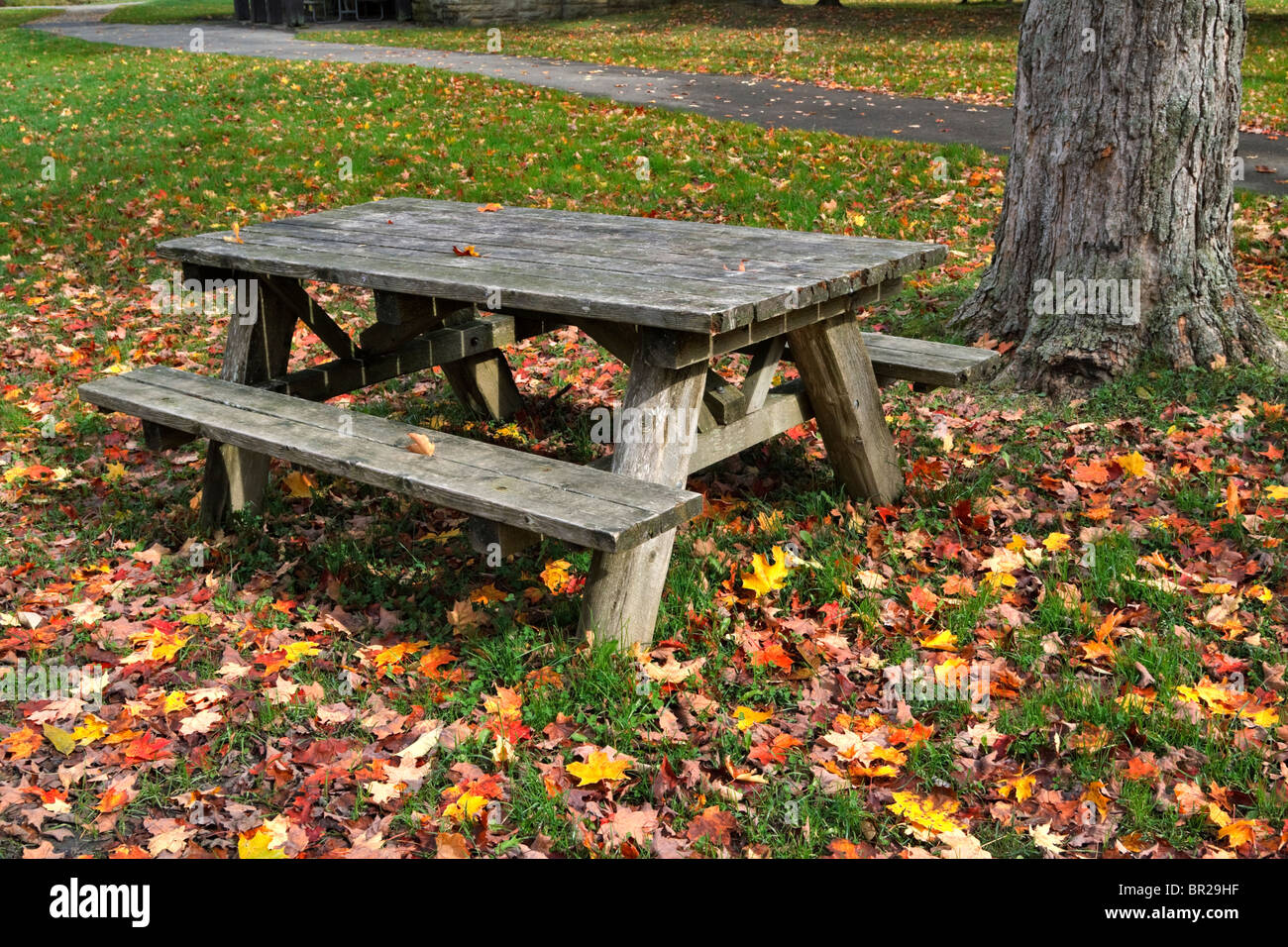 Table de pique-nique et de feuilles mortes, Allegany State Park, New York Banque D'Images