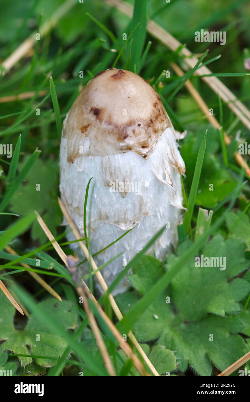 Shaggy, Coprinus comatus Cap d'encre Banque D'Images