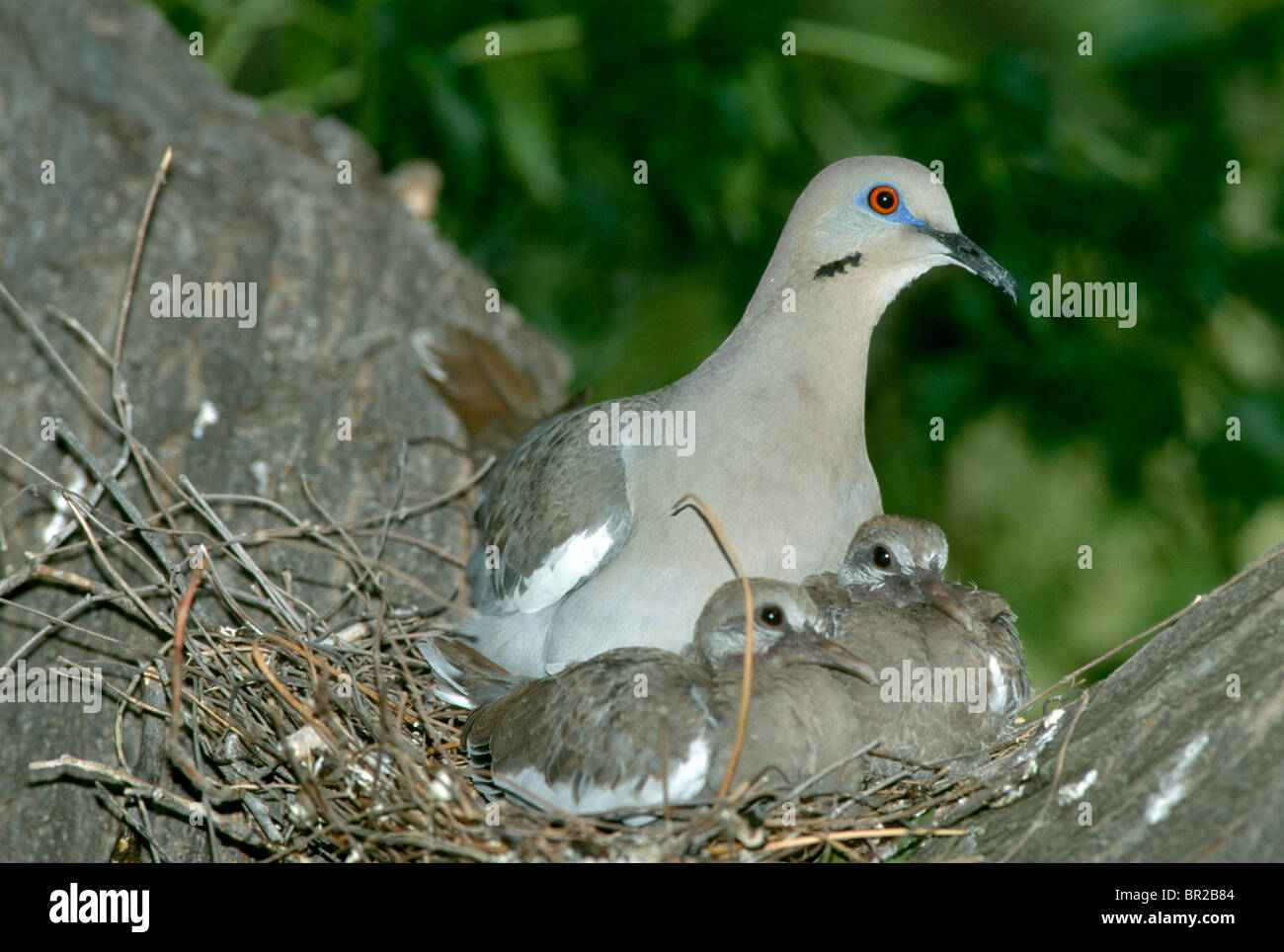 Colombe et les jeunes adultes Banque D'Images