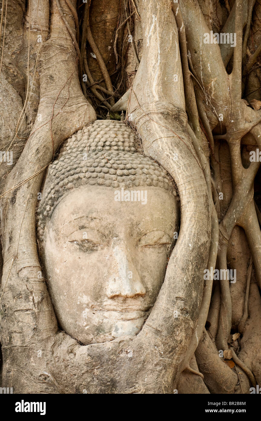 Tête de Bouddha en pierre intégrées dans des racines d'arbre Bodhi à Wat Mahathat temple bouddhiste ruines, Ayutthaya, Thaïlande. Banque D'Images