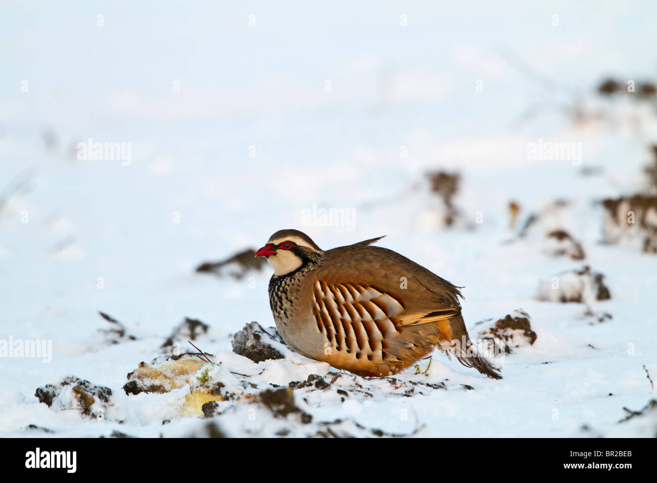 Perdrix à pattes rouges ( Alectoris rufa ) à se nourrir dans la neige Banque D'Images