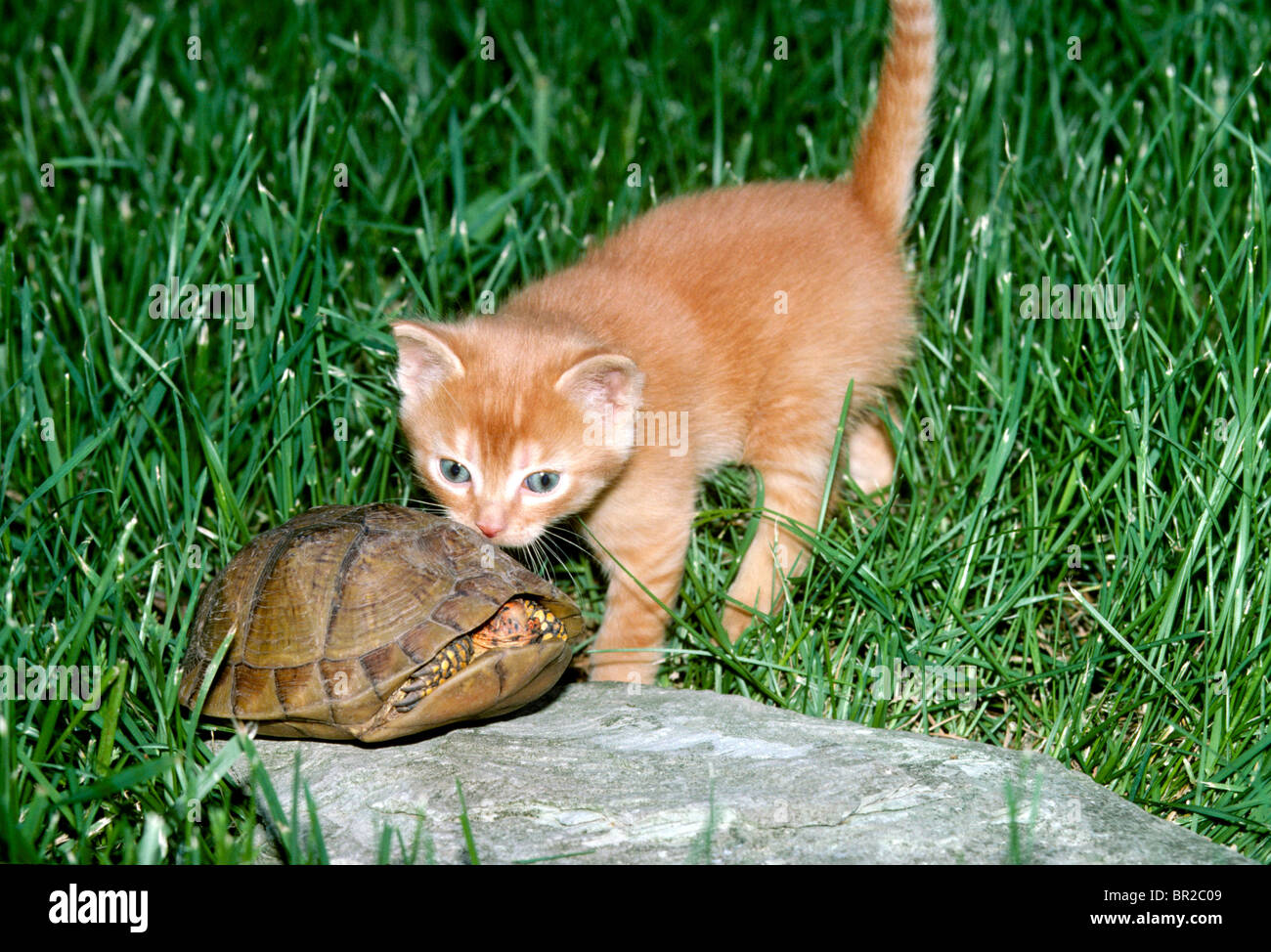 Box turtle rock chaud sur chantier en canards dans sa coquille de l'intérêt de l'exploratoire yellow blue-eyed tabby kitten Banque D'Images