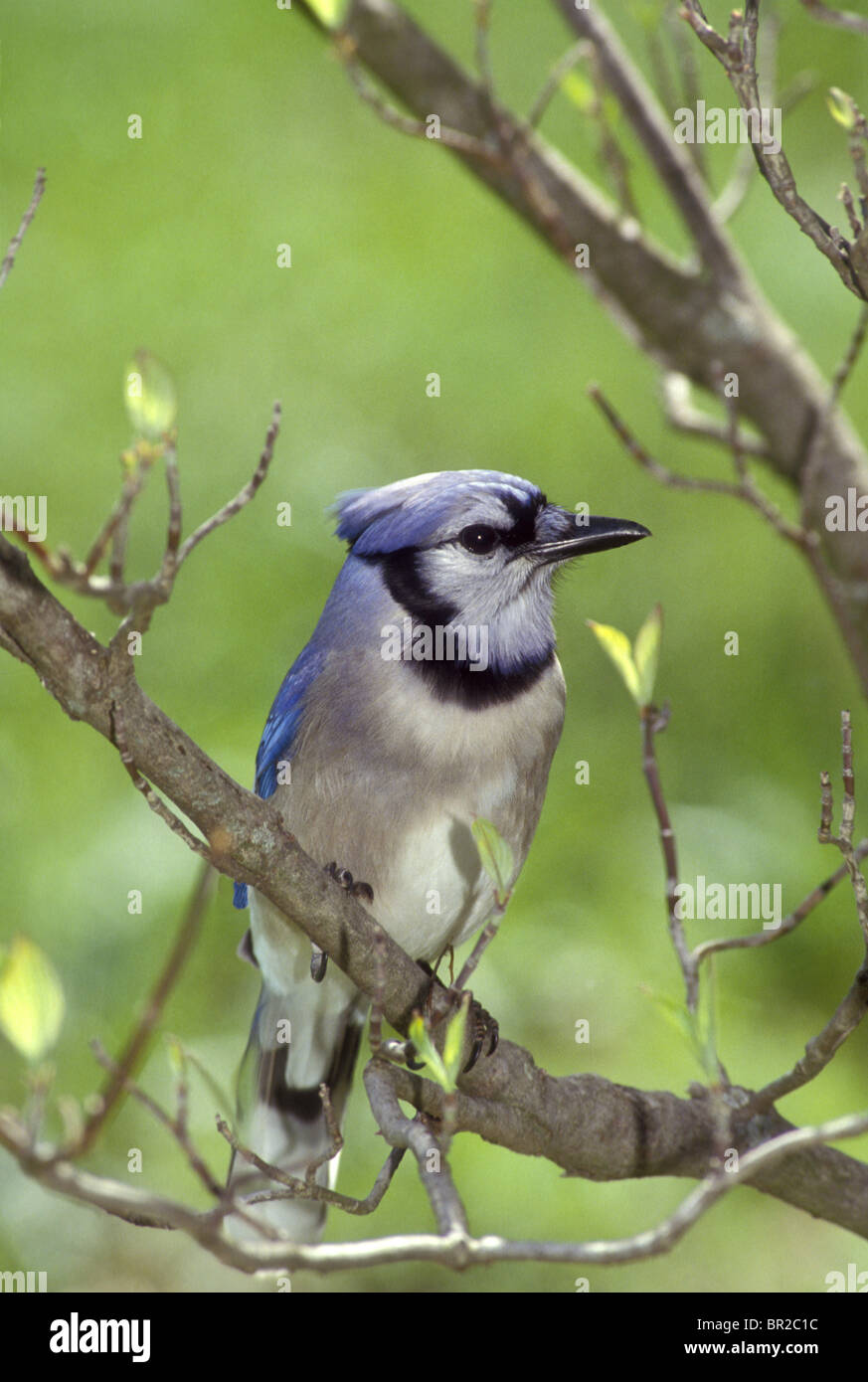 Le Geai bleu (Cyanocitta cristata) dans la région de Dogwood arbre avec de nouveaux bourgeons au printemps Banque D'Images