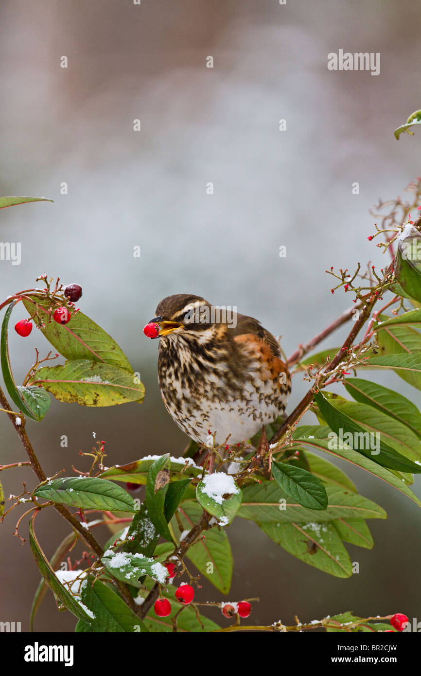 Redwing ( Tutdus iliacus ) se nourrissent de baies cotoneaster Banque D'Images