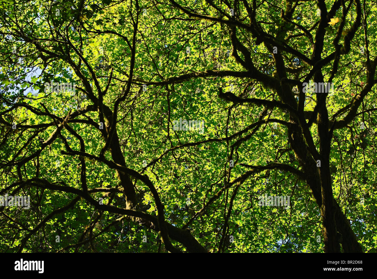 Les arbres en contre-jour avec la lumière du soleil en Californie. Banque D'Images