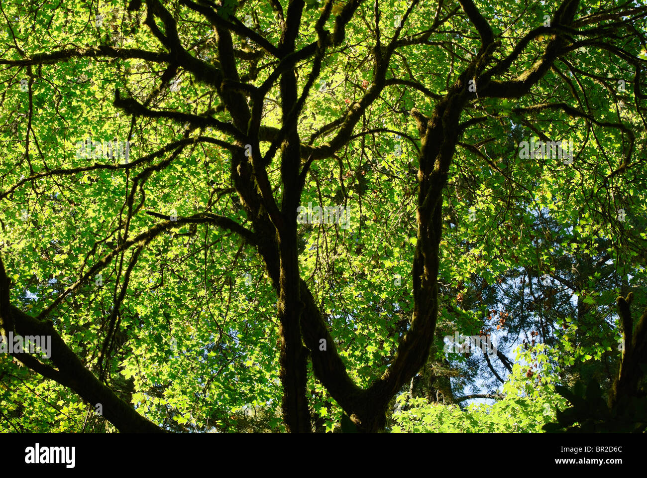 Les arbres en contre-jour avec la lumière du soleil en Californie. Banque D'Images