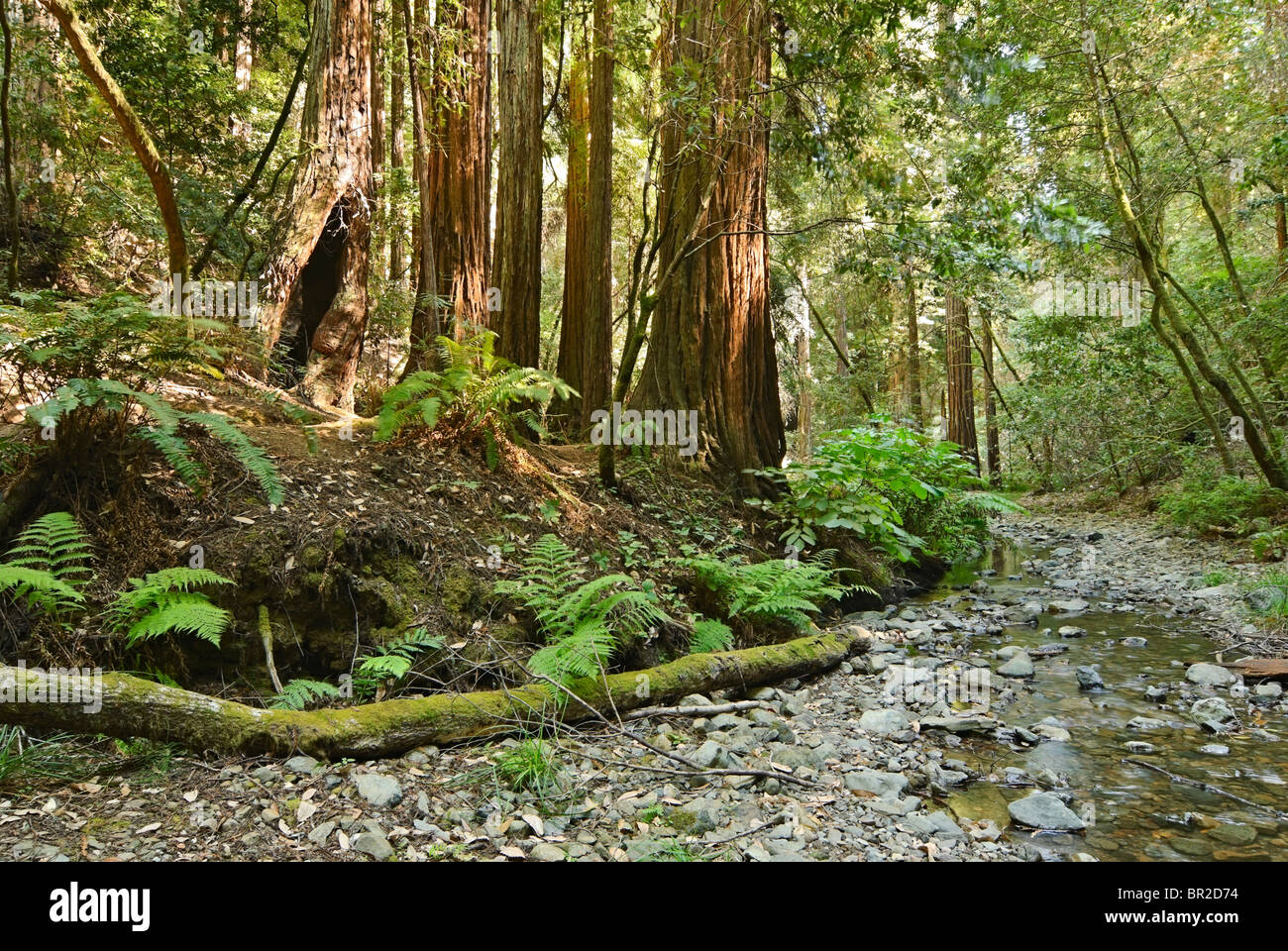 Bois Rouge Forêt de Muir Woods National Monument. Banque D'Images