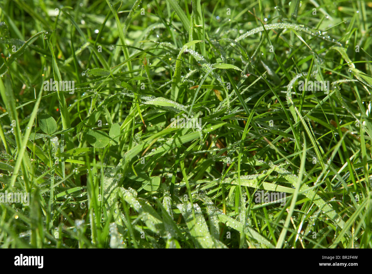 L'herbe couverte de rosée humide Banque D'Images