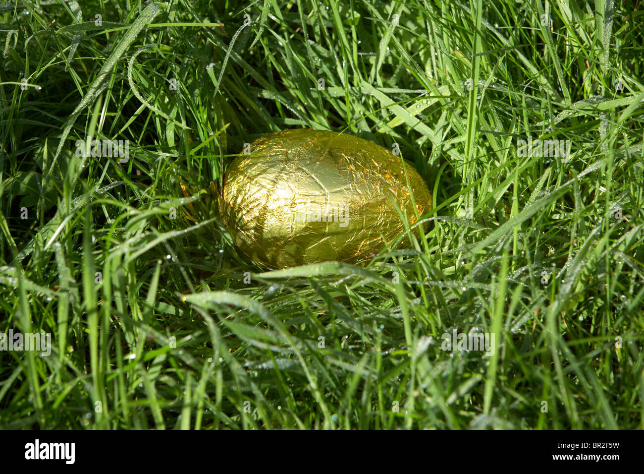 Enveloppé d'aluminium œuf de Pâques cachés dans l'herbe couverte de rosée humide partie d'une chasse aux oeufs de pâques Banque D'Images