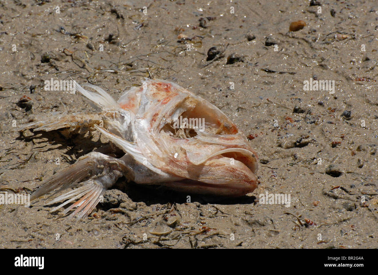 Carcasse en décomposition d'un poisson, Coffin Bay, Australie Banque D'Images