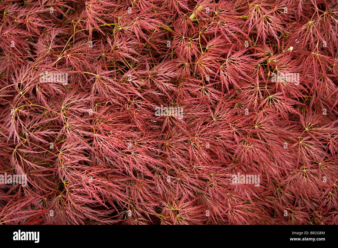 Feuillage rouge. Acer palmatum Texture Banque D'Images