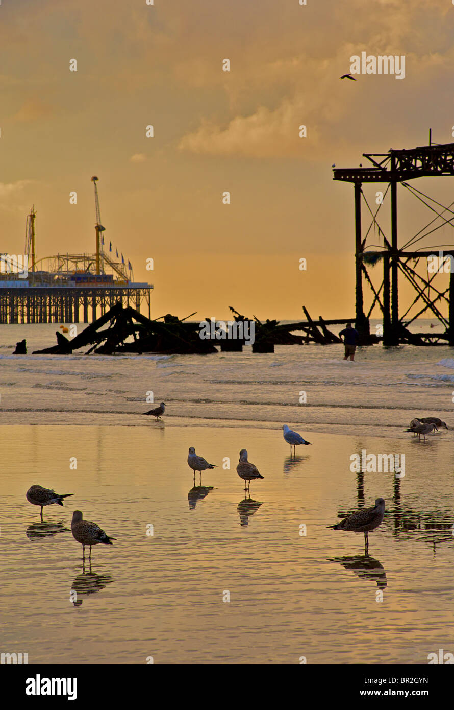Silhouettes de mouettes et au mauvais état de l'Ouest, Brighton Pier. Marée basse au lever du soleil. East Sussex, Angleterre Banque D'Images