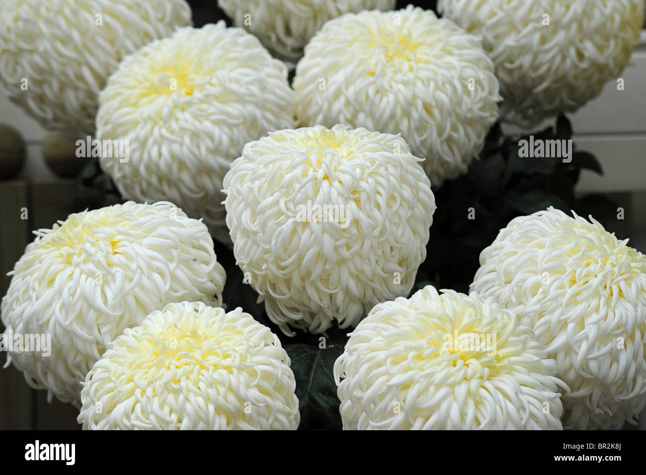 Dahlias blancs en pleine floraison sur show UK Banque D'Images