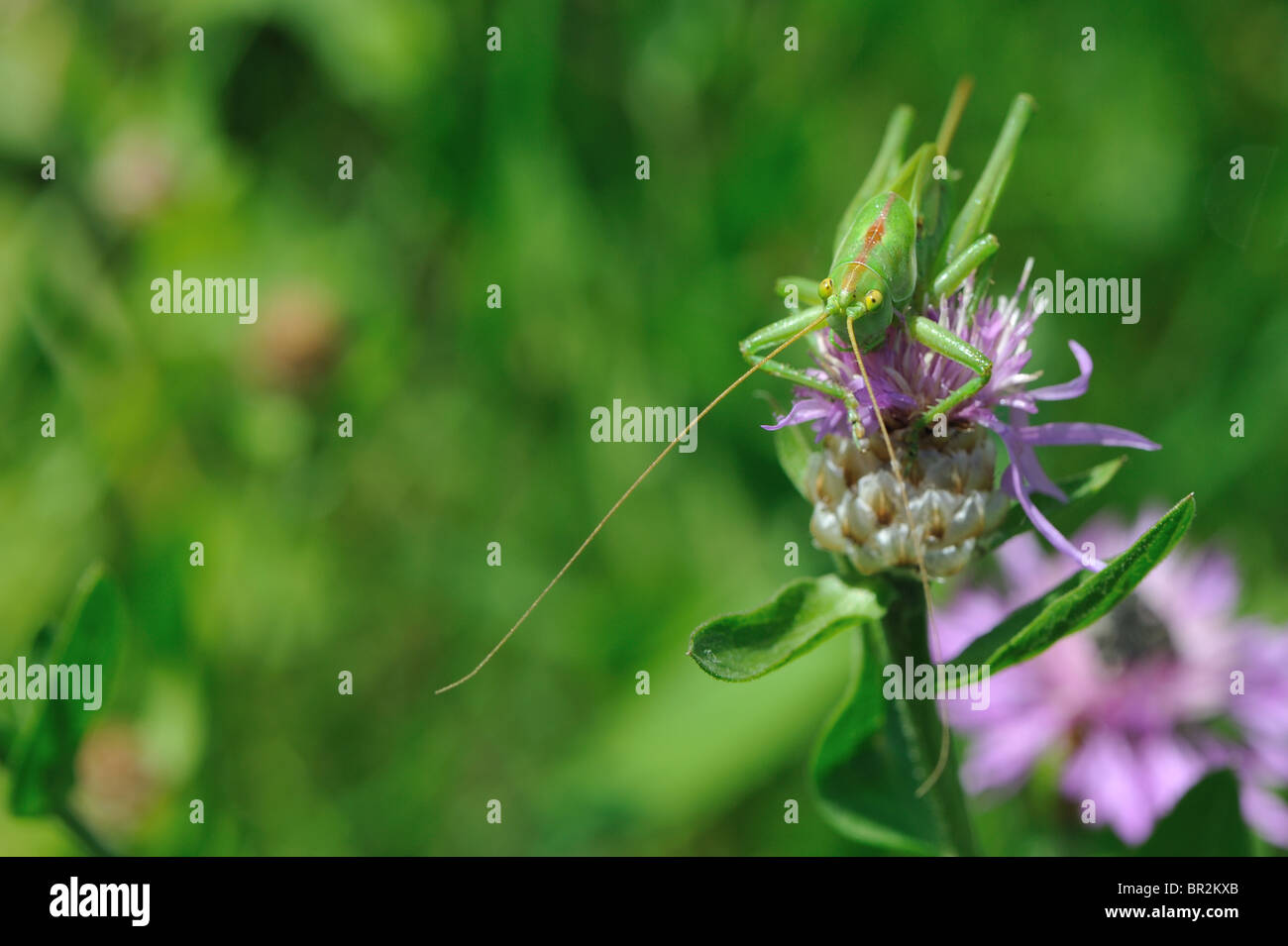 (Tettigonia viridissima) femelle juvénile à fleur de printemps - Vaucluse - Provence - France Banque D'Images